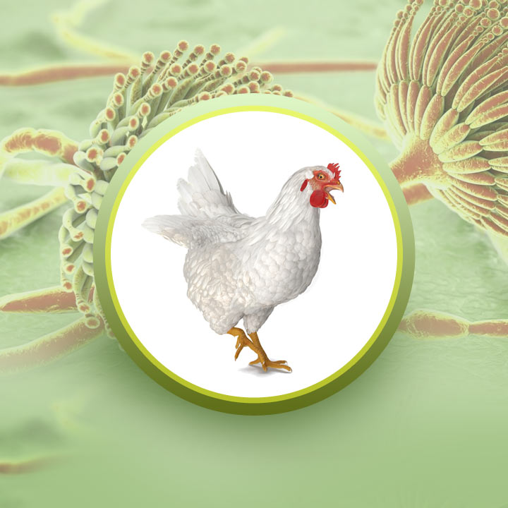 Mikotoksin Yönetimi