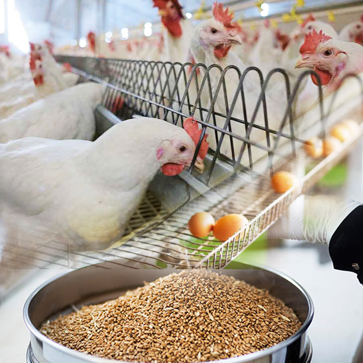 Performans Ürünleri Adisseo